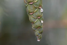 Gelamento