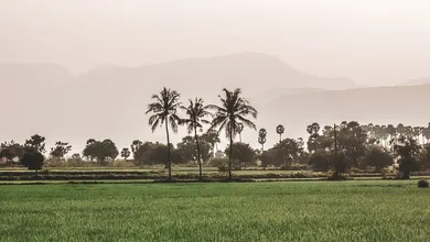 Soymamicoco
