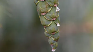 Gelamento