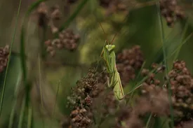 Orchideen Mantis
