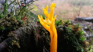 ILikeComox