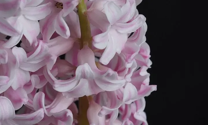 Lillyflower2003