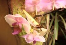 Orchideen Mantis