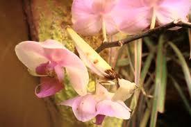 Orchideen Mantis